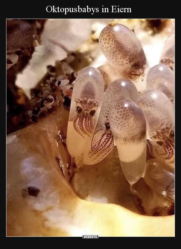 Oktopusbabys in Eiern.. - Lustige Bilder | DEBESTE.de