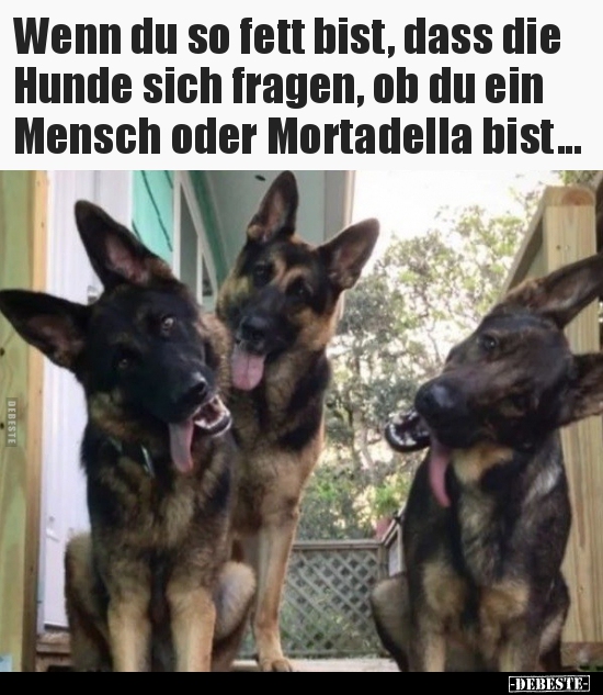 Wenn du so fett bist, dass die Hunde sich fragen, ob du ein.. - Lustige Bilder | DEBESTE.de