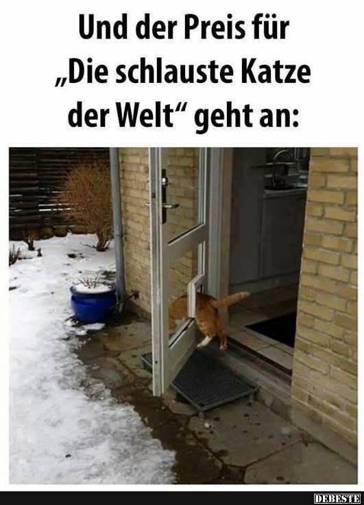 Die schlauste Katze der Welt - Lustige Bilder | DEBESTE.de