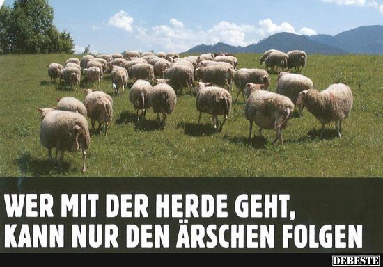 Wer mit der Herde geht.. - Lustige Bilder | DEBESTE.de