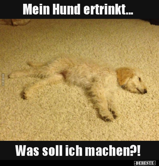 Mein Hund ertrinkt... Was soll ich machen?!.. - Lustige Bilder | DEBESTE.de