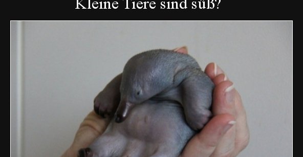 31++ Suess sprueche tiere , Kleine Tiere sind süß? So sieht ein kleines Schnabeltier.. Lustige Bilder, Sprüche, Witze