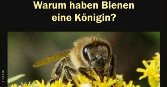 48+ Bienen sprueche , Warum haben Bienen eine Königin? Lustige Bilder, Sprüche, Witze, echt lustig