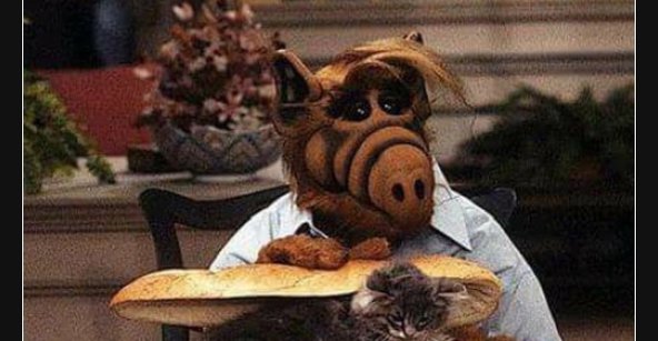 31++ Alf sprueche , Alf hat Katzen geliebt bevor es angesagt war... Lustige Bilder, Sprüche, Witze, echt lustig