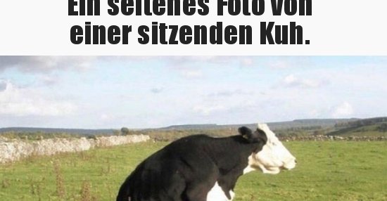 44++ Suesse kuh sprueche , Ein seltenes Foto von einer sitzenden Kuh... Lustige Bilder, Sprüche, Witze, echt lustig