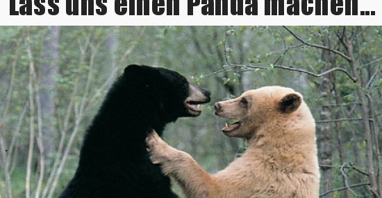 31++ Und manchmal sprueche , Lass uns einen Panda machen... Lustige Bilder, Sprüche, Witze, echt lustig