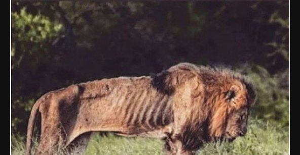 33++ Am ende sprueche , Ein alter, ausgehungerter Löwe am Ende seines Lebens.. Lustige Bilder, Sprüche, Witze, echt lustig