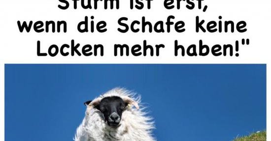 33+ Lustig lustige bilder sturm sprueche , Sturm ist erst, wenn die Schafe keine Locken mehr haben! Lustige Bilder, Sprüche, Witze, echt