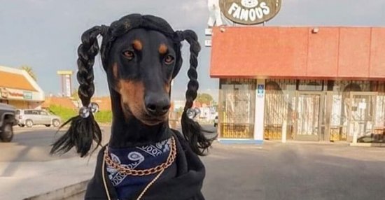 Snoop dog&hellip; Lustige Bilder, Sprüche, Witze, echt lustig