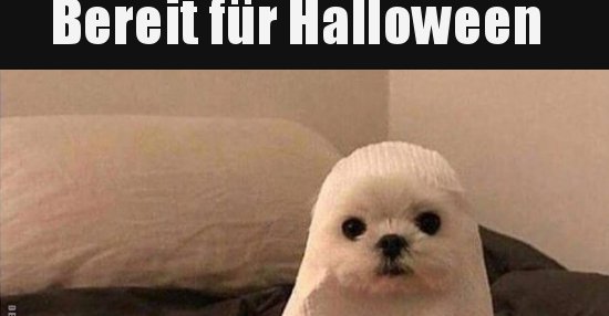 Bereit für Halloween.. | Lustige Bilder, Sprüche, Witze, echt lustig