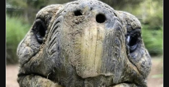 Das Gesicht einer 100-jährigen Schildkröte.. | Lustige Bilder, Sprüche