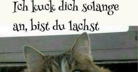 Ich kuck dich solange an, bist du lachst.. | Lustige Bilder, Sprüche