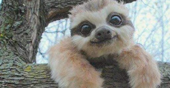 Grüße von einem kleinen Faultier.. | Lustige Bilder, Sprüche, Witze