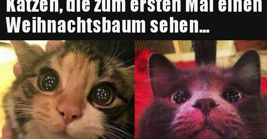 34+ Sprueche lustige bilder zum totlachen ideas