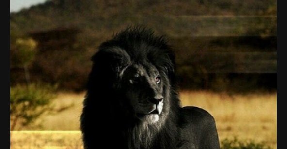 41++ Sprueche loewe , Majestätischer schwarzer Löwe.. Lustige Bilder, Sprüche, Witze, echt lustig