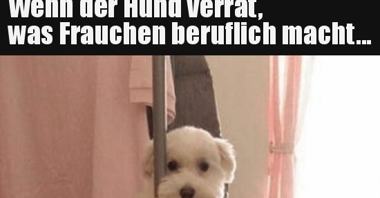 Wenn der Hund verrät, was Frauchen beruflich macht&hellip; Lustige Bilder