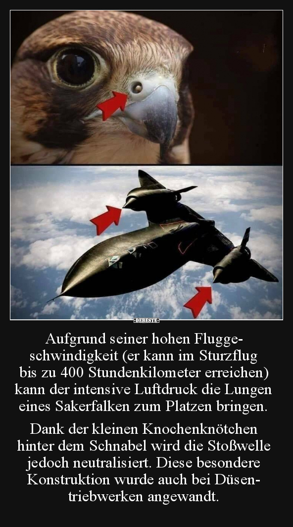 Aufgrund seiner hohen Fluggeschwindigkeit.. - Lustige Bilder | DEBESTE.de