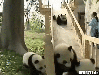 Pandas sind einfach nur Kinder in Pelzkostümen.. - Lustige Bilder | DEBESTE.de