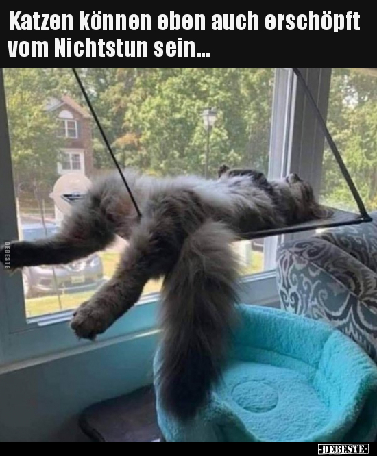 Katzen können eben auch erschöpft vom Nichtstun sein... - Lustige Bilder | DEBESTE.de