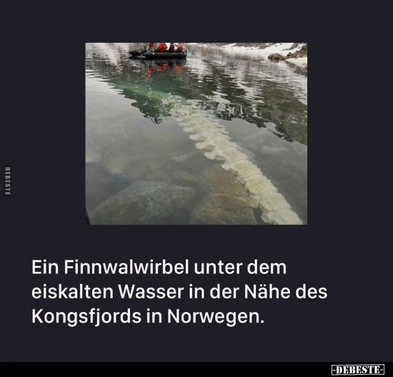 Ein Finnwalwirbel unter dem eiskalten Wasser.. - Lustige Bilder | DEBESTE.de