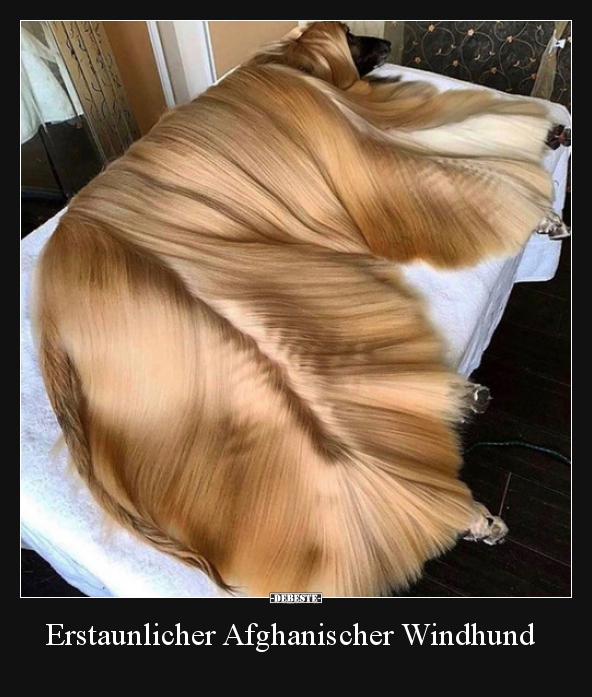 Erstaunlicher Afghanischer Windhund.. - Lustige Bilder | DEBESTE.de