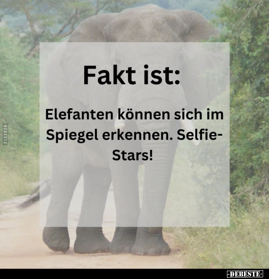 Fakt ist: Elefanten können sich im Spiegel erkennen... - Lustige Bilder | DEBESTE.de