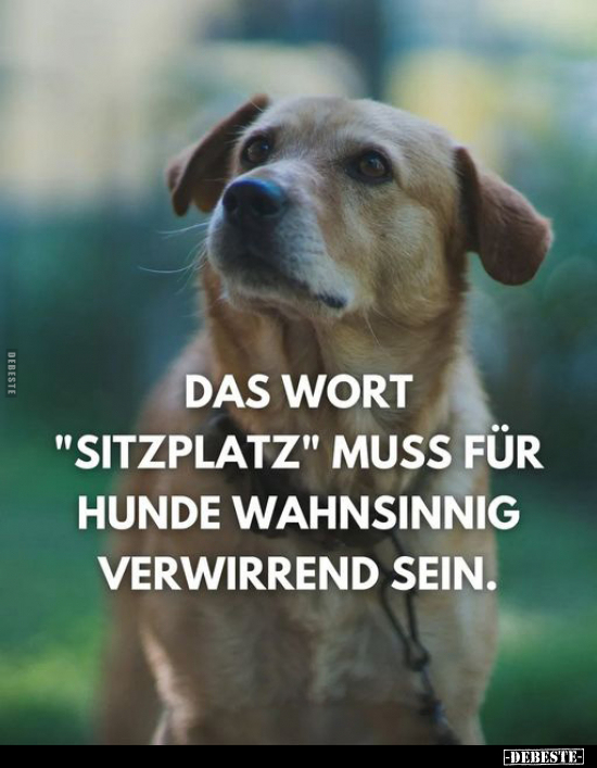 Das Wort "Sitzplatz" muss für Hunde wahnsinnig verwirrend.. - Lustige Bilder | DEBESTE.de