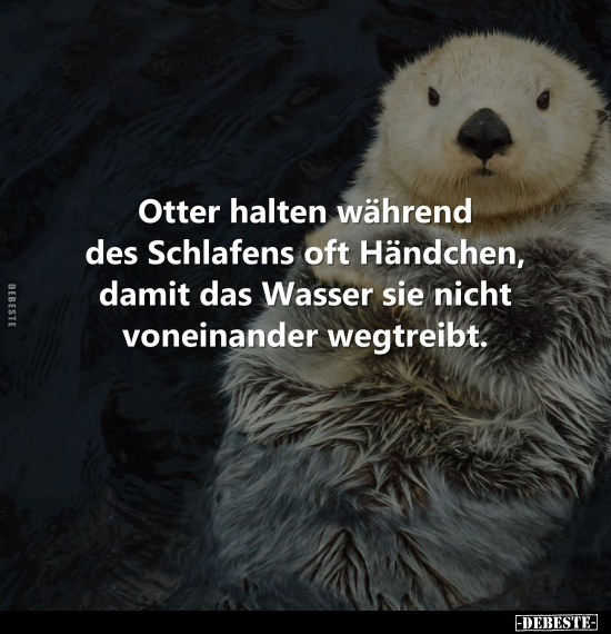 Otter halten während des Schlafens oft Händchen.. - Lustige Bilder | DEBESTE.de