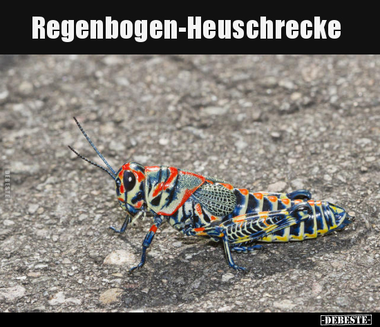 Regenbogen-Heuschrecke.. - Lustige Bilder | DEBESTE.de