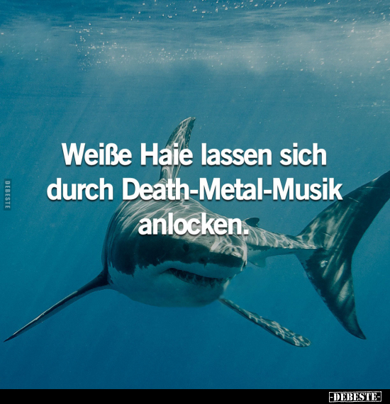 Weiße Haie lassen sich durch Death-Metal-Musik anlocken.. - Lustige Bilder | DEBESTE.de