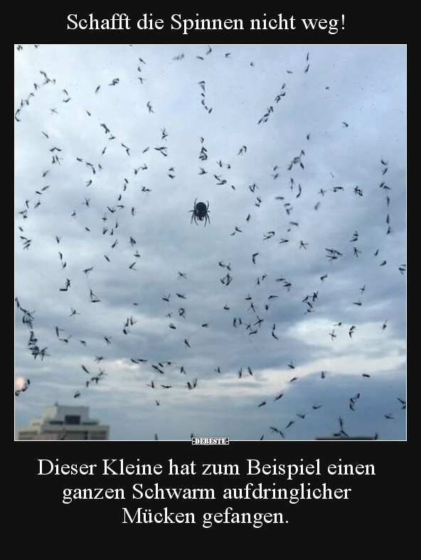 Schafft die Spinnen nicht weg!.. - Lustige Bilder | DEBESTE.de