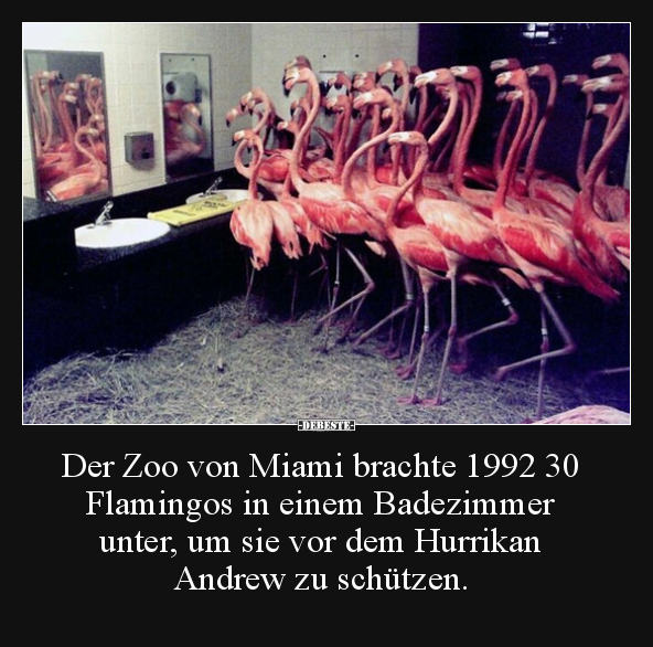 Der Zoo von Miami brachte 1992 30 Flamingos in einem.. - Lustige Bilder | DEBESTE.de