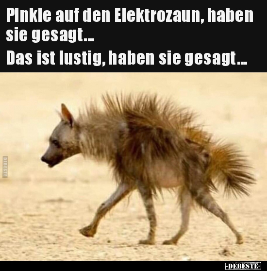 Pinkle auf den Elektrozaun, haben sie gesagt... - Lustige Bilder | DEBESTE.de