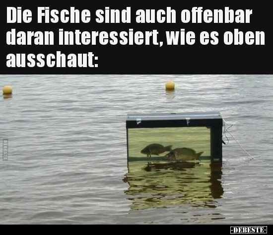 Die Fische sind auch offenbar daran interessiert, wie es oben ausschaut: - Lustige Bilder | DEBESTE.de