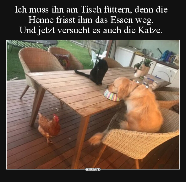 Ich muss ihn am Tisch füttern, denn die Henne frisst ihm.. - Lustige Bilder | DEBESTE.de