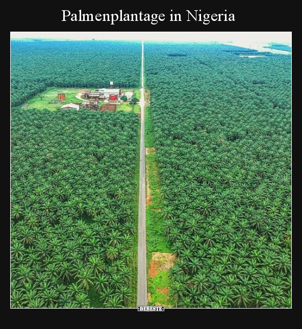 Palmenplantage in Nigeria.. - Lustige Bilder | DEBESTE.de