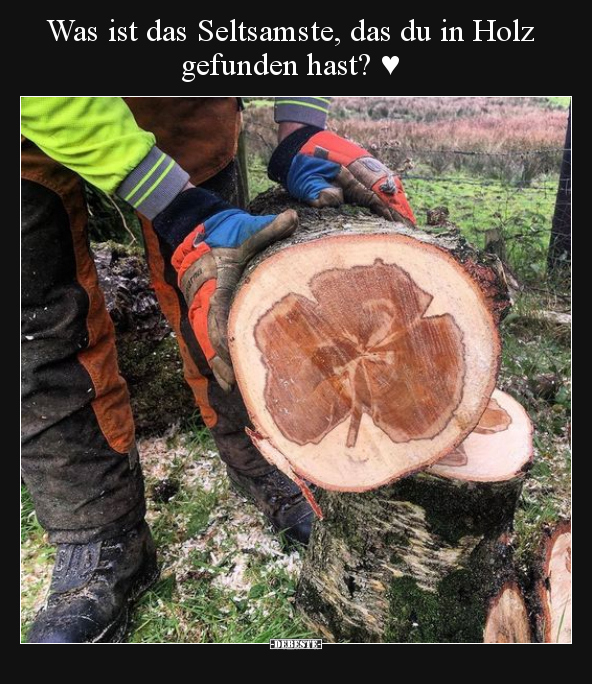 Was ist das Seltsamste, das du in Holz gefunden hast? ♥.. - Lustige Bilder | DEBESTE.de