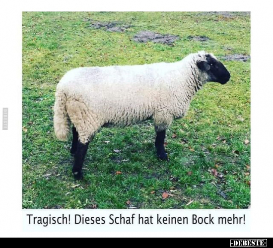 Tragisch! Dieses Schaf hat keinen Bock mehr!.. - Lustige Bilder | DEBESTE.de