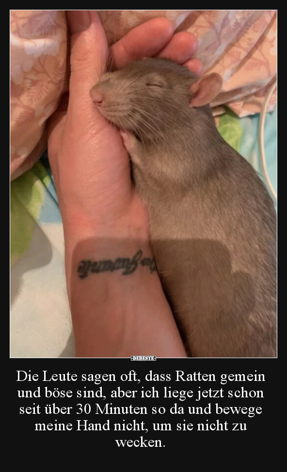 Die Leute sagen oft, dass Ratten gemein und böse sind.. - Lustige Bilder | DEBESTE.de