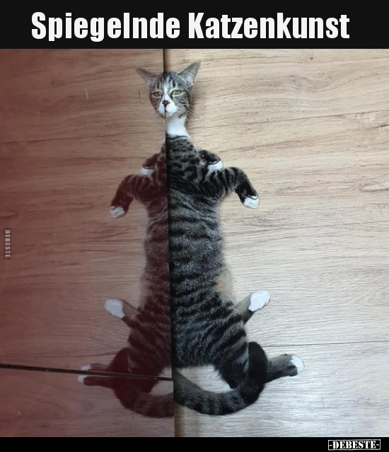 Spiegelnde Katzenkunst.. - Lustige Bilder | DEBESTE.de