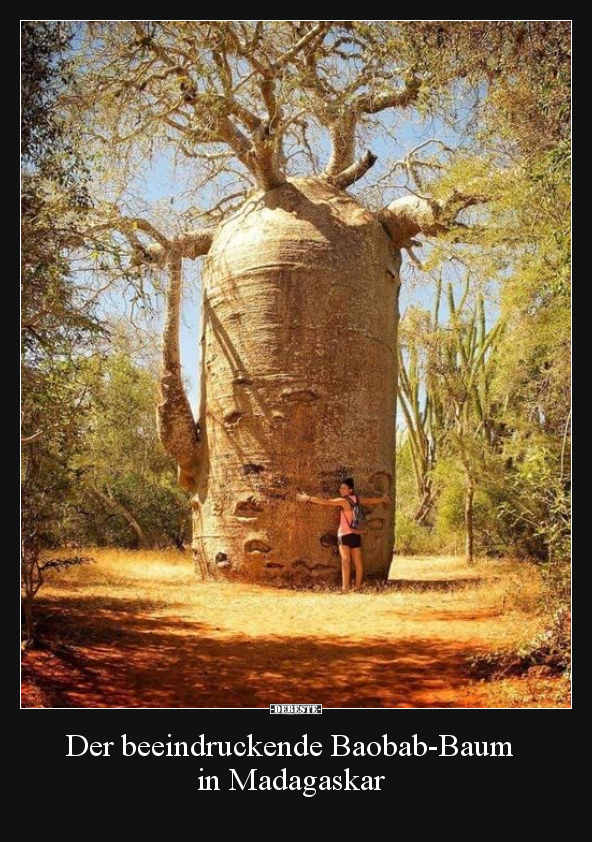 Der beeindruckende Baobab-Baum in Madagaskar.. - Lustige Bilder | DEBESTE.de