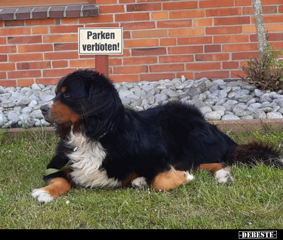 Parken verboten!.. - Lustige Bilder | DEBESTE.de