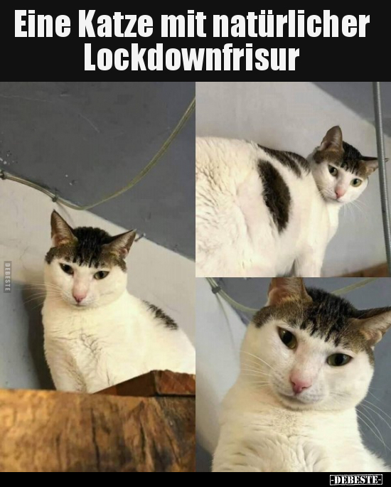 Eine Katze mit natürlicher Lockdownfrisur.. - Lustige Bilder | DEBESTE.de