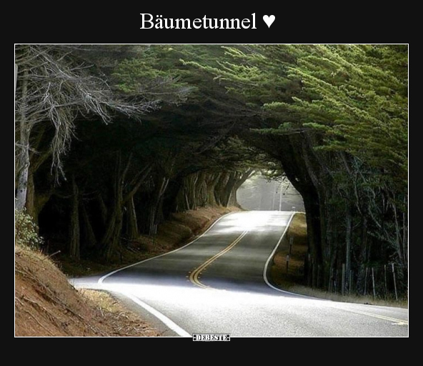 Bäumetunnel ♥.. - Lustige Bilder | DEBESTE.de