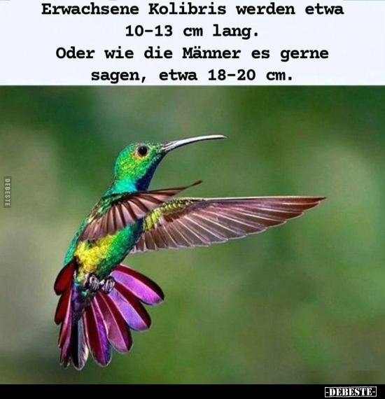 Erwachsene Kolibris werden etwa 10-13 cm lang.. - Lustige Bilder | DEBESTE.de