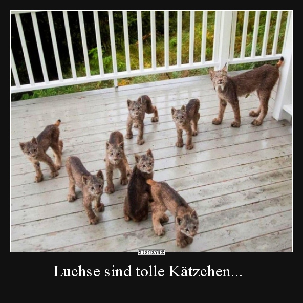 Luchse sind tolle Kätzchen... - Lustige Bilder | DEBESTE.de