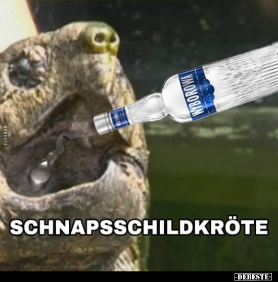 Schnapsschildkröte.. - Lustige Bilder | DEBESTE.de