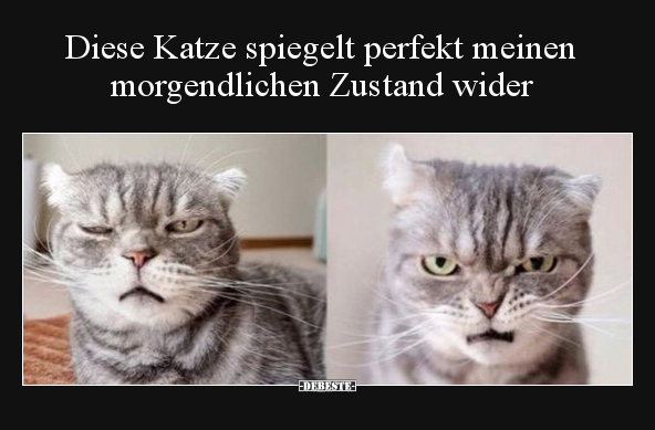 Diese Katze spiegelt perfekt meinen morgendlichen Zustand.. - Lustige Bilder | DEBESTE.de