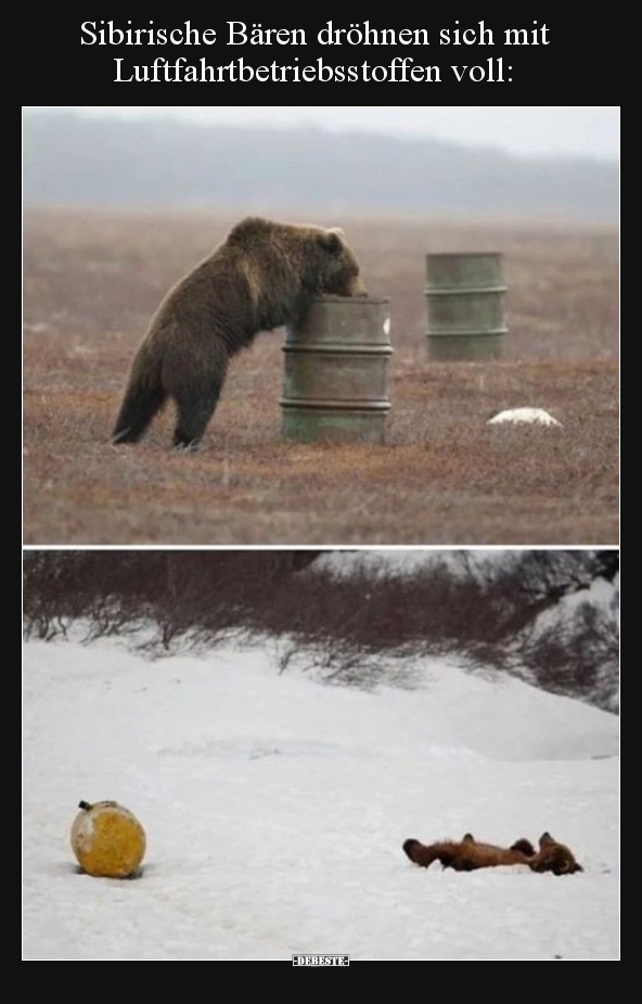 Sibirische Bären dröhnen sich mit Luftfahrtbetriebsstoffen.. - Lustige Bilder | DEBESTE.de