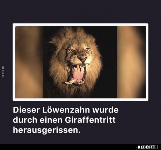 Dieser Löwenzahn wurde durch einen Giraffentritt herausgerissen.. - Lustige Bilder | DEBESTE.de